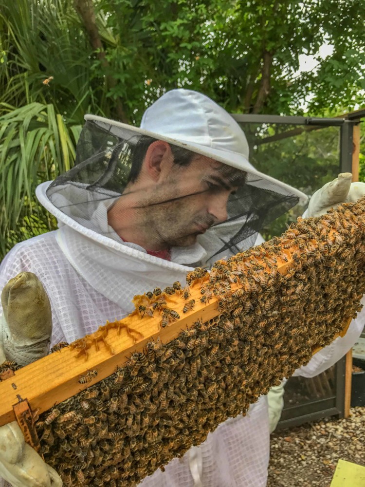 Sarasota Honey Company - The Intrepid Life