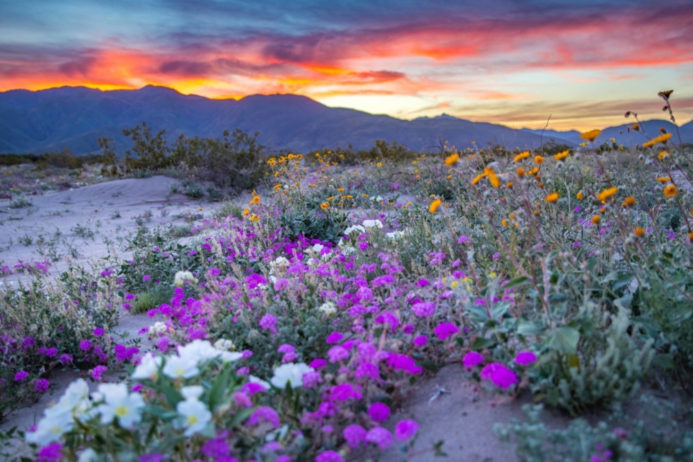 Lower Coyote Canyon - The Intrepid Life